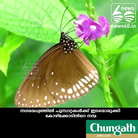 Watch New Butterfly park in calicut Video