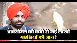 Watch Lakhs of Fish Died Due to Lack of Oxygen Video