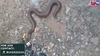 Watch SNAKE ON ROAD AT SANTHOSHNAGAR PS TV11 NEWS 5TH MAR 2017 Video