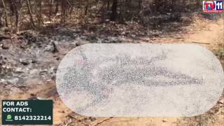 Watch MURDER AT HAFFEZPET PREMNAGAR UNDER MIYAPUR PS LIMIT TV11 NEWS 10TH MAR 2017 Video