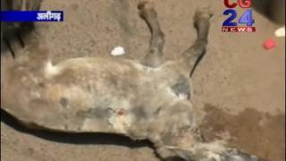 Watch Hanging Horse  Aligarh Video