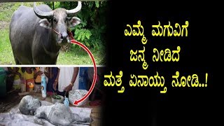 Watch à²Žà²®à³à²®à³† à²®à²¾à²¨à²µà²¨à²‚à²¤à³† à²‡à²°à³à²µ à²®à²—à³à²µà²¿à²—à³† à²œà²¨à³à²® à²¨à³€à²¡à²¿à²¦à³† à²‡à²¦à²° à²…à²°à³à²¥à²µà³‡à²¨à³ à²—à³Šà²¤à³à²¤ | Buffalo gives birth to human shape baby Video