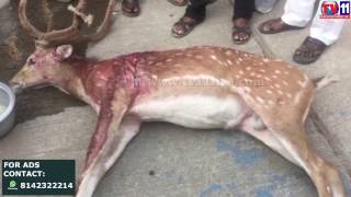 Watch STRAY DOGS KILS DEER AT  SERILINGAMPALLY MRO OFFICE TV11 NEWS  21ST MAR 2017 Video