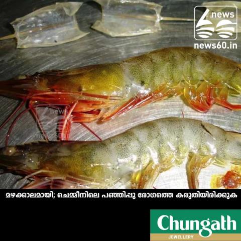Watch Chronic soft-shell syndrome in prawn Video
