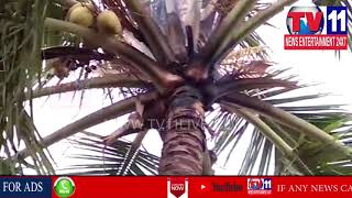 Watch THUNDERBOLT DESTROY COCONUT TREE IN ZAHIRABAD , SANGAREDDY DIST | Tv11 News | 31-05-2018 Video