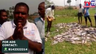 Watch HUNDREDS OF FISH DEAD IN LAKE AT THARAMATHIPET RANGAREDDY TV11 NEWS 18TH APR 2017 Video