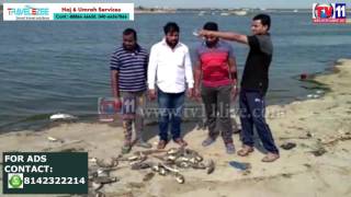 Watch LAKHS OF FISH DIED LOCALS SUFFER WITH BAD SMELL AT SHAMIR PET LAKE TV11 NEWS 21ST MAY 2017 Video