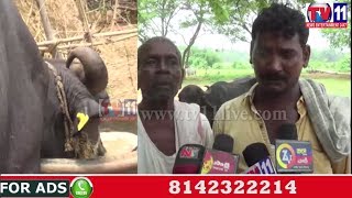 Watch SBI BANK MANAGER FRAUD PEOPLE WITH INSURANCES FOR CATTLE AT NARSIPATNAM TV11 NEWS 30TH MAY 2017 Video