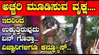 Watch à²…à²šà³à²šà²°à²¿ à²®à³‚à²¡à²¿à²¸à³à²µ à²µà³ƒà²•à³à²· à²‡à²¦à²°à²¿à²‚à²¦ à²‰à²•à³à²•à³à²¤à³à²¤à²¿à²°à³à²µà³à²¦à³ à²à²¨à³ à²—à³Šà²¤à³à²¤à²¾ ? à²µà²¿à²œà³à²žà²¾à²¨à²¿à²—à²³à²¿à²—à³‚ à²•à²¨à³à²«à³à²¯à³‚à²¸à³ Top Kannada TV Video