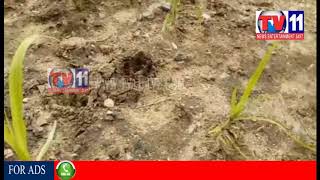 Watch TIGER ATTACKED COW AND CALF AT GULLAPALLY, GUNTHAKALLU TV11 NEWS 27TH AUG 2017 Video