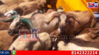 Watch SHEEPS & GOATS BUYING IN HYDERABAD FOR BKRIED TV11 NEWS 1ST SEP 2017 Video