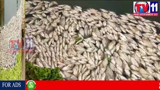 Watch DUE TO POISONED WATER THOUSANDS OF FISH FLUSHED FROM POND AT ABDULLAPURMET TV11 NEWS 7TH SEP 2017 Video
