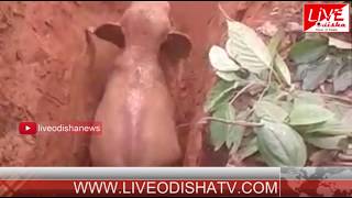 Watch à¬¬à¬¨à¬¬à¬¿à¬­à¬¾à¬— à¬…à¬•à­à¬²à¬¾à¬¨à­à¬¤ à¬ªà¬°à¬¿à¬¶à­à¬°à¬®à¬°à­‡ à¬‰à¬§à¬¾à¬°à­ à¬¹à­‡à¬²à¬¾ à¬¹à¬¤à­€ à¬›à­à¬† Video