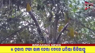 Watch à¬“à¬¡à¬¿à¬¶à¬¾ Prime Video