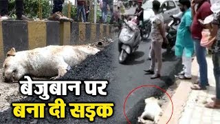Watch Agra à¤®à¥‡à¤‚ Road à¤ªà¤° à¤¸à¥‹ à¤°à¤¹à¥‡ à¤•à¥à¤¤à¥à¤¤à¥‡ à¤ªà¤° à¤¬à¤¨à¤¾ à¤¦à¥€ à¤¸à¤¡à¤¼à¤• Video