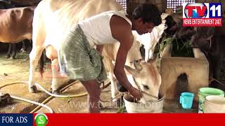 Watch PRAKASAM DIST MOLASSES CHEMICAL ARE USED TO MORE MILK FROM CATTLE || Tv11 News || 19-11-2017 Video
