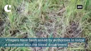 Watch More than 70 elephants destroy cultivated land in Odishaâ€™s Mayurbhanj Video