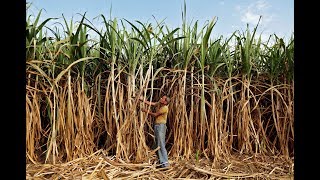 Watch Can sugarcane affect Modi's 2019 plans? | ETMagazine Video