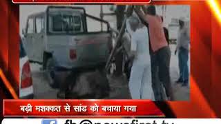 Watch à¤—à¤¾à¥œà¥€ à¤•à¥‡ à¤¨à¤¿à¤šà¥‡ à¤«à¤‚à¤¸à¥‡ à¤¬à¥ˆà¤² à¤•à¥‹ à¤²à¥‹à¤—à¥‹à¤‚ à¤¨à¥‡ à¤®à¤¶à¤•à¥à¤•à¤¤ à¤•à¥‡ à¤¬à¤¾à¤¦ à¤¨à¤¿à¤•à¤²à¤¾ Video