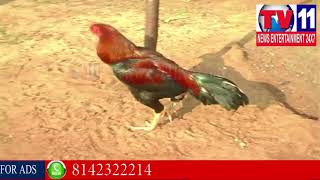 Watch AP MINISTER GHANTA SRINIVASA RAO ABOUT COCK FIGHT,VISAKHAPATNAM | Tv11 News | 13-01-2018 Video