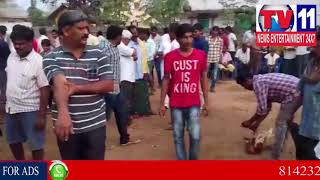 Watch KODI PANDHALU IN KRISHNA DIST | Tv11 News | 14-01-2018 Video