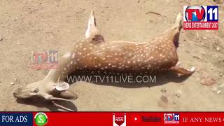 Watch STREET DOGS ATTACK ON DEER | 1 DEAD IN KODANGAL | Tv11 News | 17-06-2018 Video