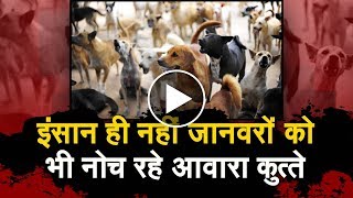 Watch à¤‡à¤‚à¤¸à¤¾à¤¨ à¤¹à¥€ à¤¨à¤¹à¥€à¤‚ à¤œà¤¾à¤¨à¤µà¤°à¥‹à¤‚ à¤•à¥‹ à¤­à¥€ à¤¨à¥‹à¤š à¤°à¤¹à¥‡ à¤†à¤µà¤¾à¤°à¤¾ à¤¡à¤¾à¥…à¤—à¥à¤¸ Video