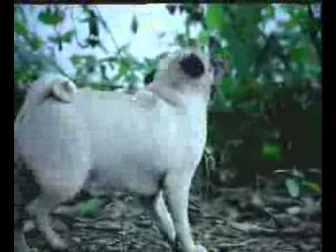 Watch Hutch - Swing Video