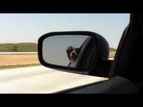 Watch Crazy Dog Playing In The Car Video