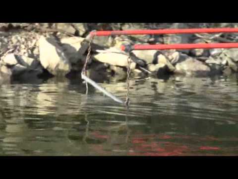 Watch Electricity Helps Researchers Net 'Zombie Bass' News Video Video