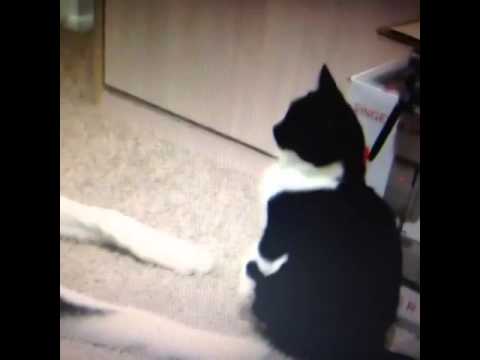 Watch Cat Smacks a Dog    Talking Cat video   Funny cat videos Video