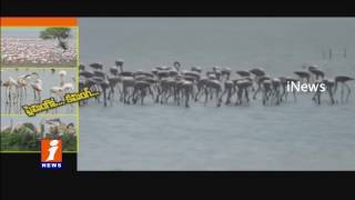 Watch All Set For Flamingo Festival at Sullurupeta From Today | iNews Video
