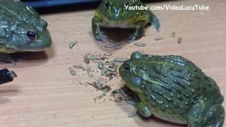 Watch Kasih Makan Kodok Monster Afrika Video