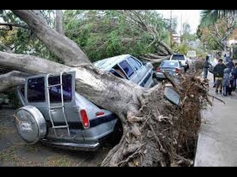 Watch Tree storm damage 'worst since 1987' News Video Video