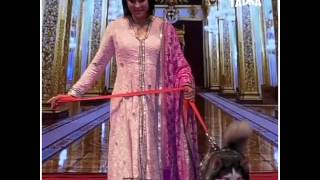 Watch Bollywood celebs Ramp walk with dogs Video