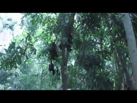 Watch Australia extreme heat kills thousand of bats News Video Video