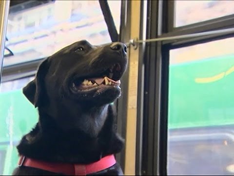 Watch Dog Rides Bus Alone, Wins Hearts News Video Video