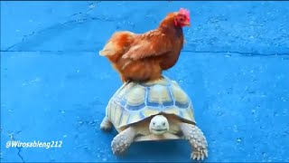 Watch Video Kompilasi Hewan-hewan Lucu Terbaru 2015 Video
