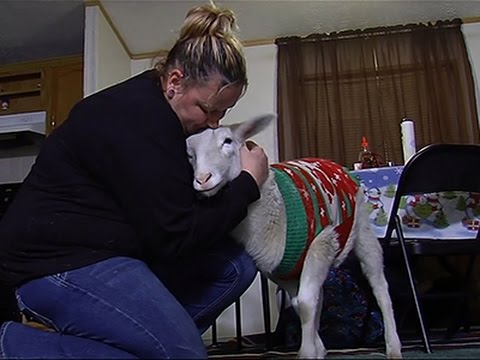 Watch Owner Reclaims Lost 'Christmas Sweater Sheep' News Video Video
