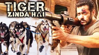Watch When Salman Khan STOPPED Tiger Zinda Hai Shoot For DOG Video