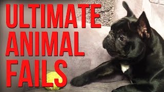 Watch Funniest Animal Fails Compilation Video