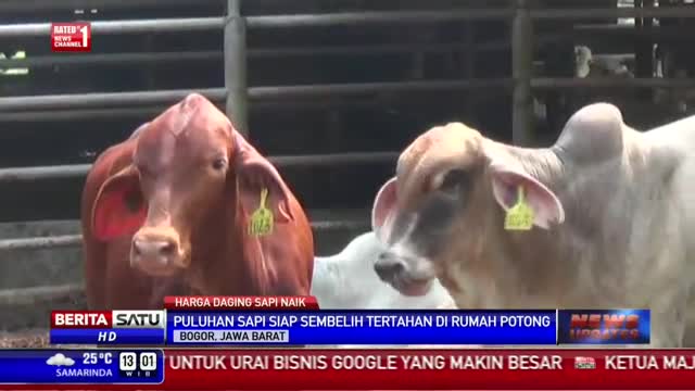 Watch Pedagang Daging Mogok, Puluhan Sapi Potong Terlantar di RPH Video