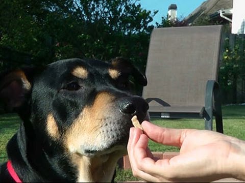 Watch Dog Named Lazarus Survives Euthanasia Attempt News Video Video