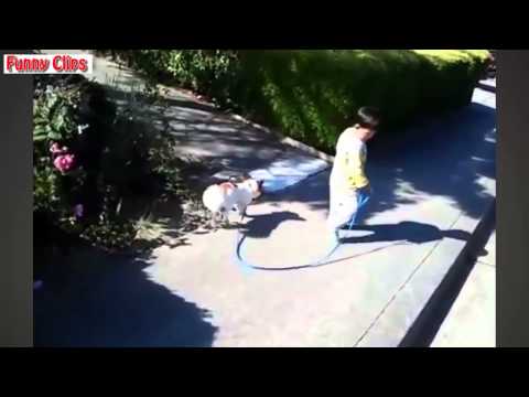 Watch Babies Taking Dogs For A Walk Compilation 2015 NEW Video
