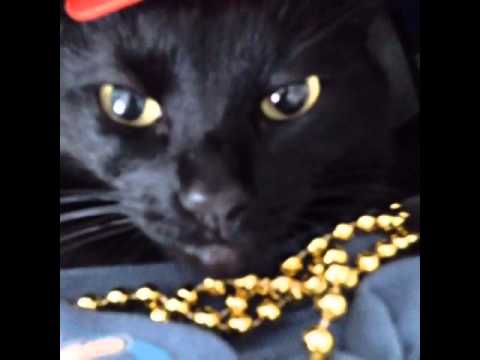Watch What cats dream of when sleeping video   Funny Cat Videos Video