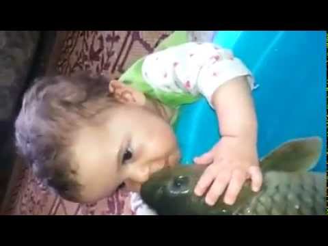 Watch Fish kiss Video very cute Funny Video Video