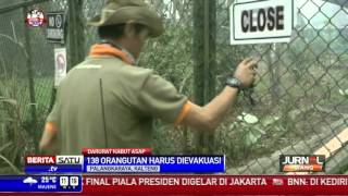 Watch Kabut Asap Ancam Habitat Orangutan Video