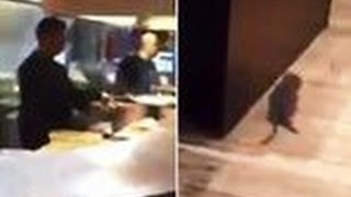Watch Shocking video RAT filmed scurrying round Kebabish restaurant in John William Street, Huddersfield Video