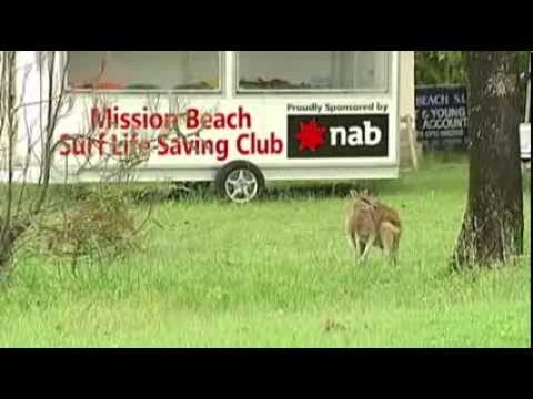 Watch Wallabies Run Amok in Aussie Town News Video Video