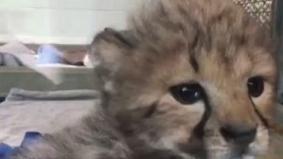 Watch Raw- Orphan Cheetah Cub Joins Cincinnati Litter - News Video Video